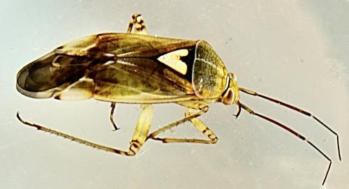 Lygus sp.